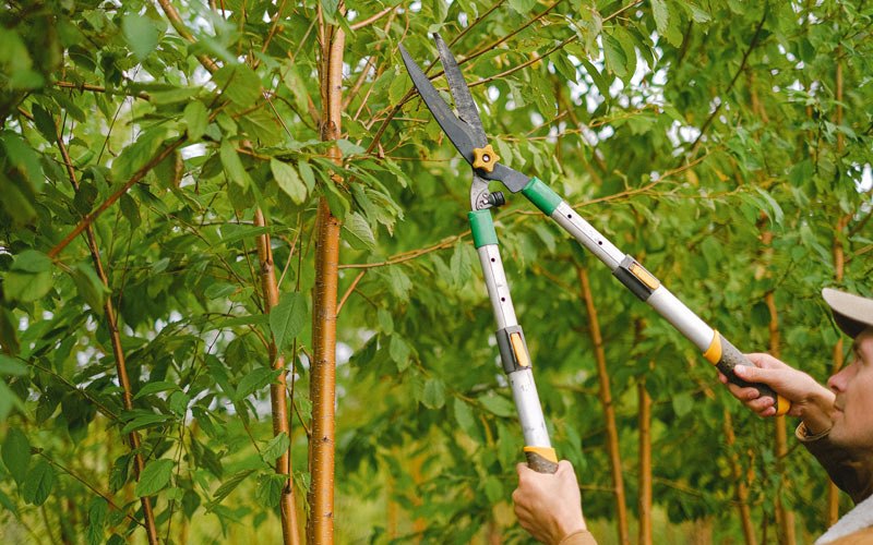 Tree trimming in Green Valley, AZ